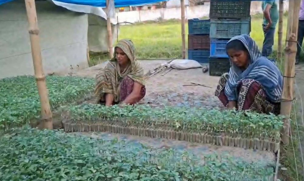 ব্রাহ্মণবাড়িয়ায় গ্রীষ্মকালীন টমেটোর কলমের চারা উৎপাদনে ব্যস্ত কৃষকরা