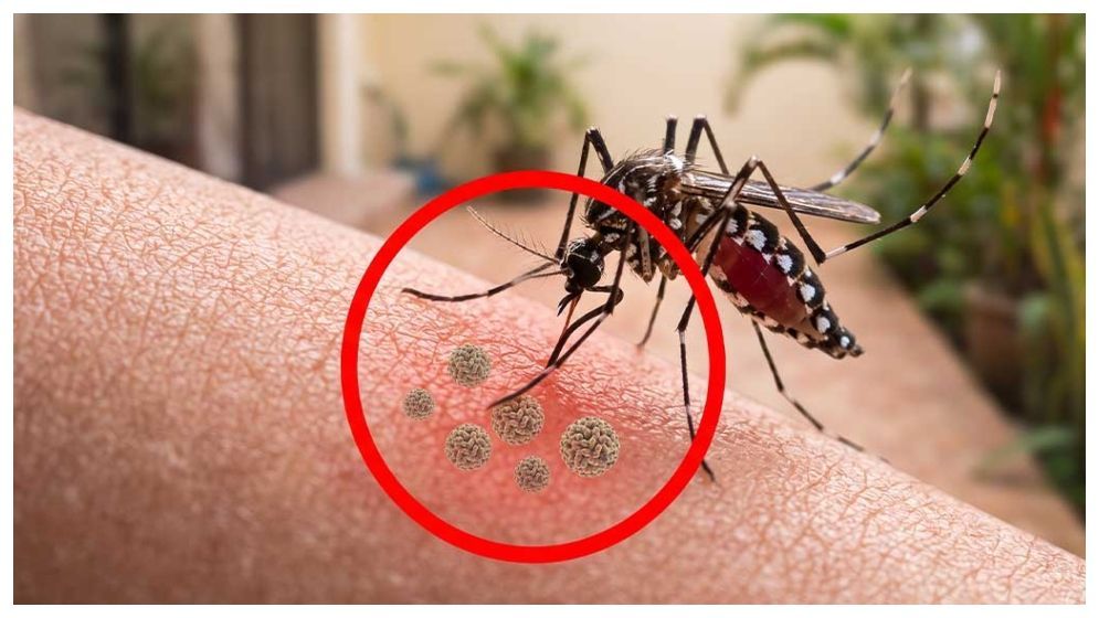 থামছে না ডেঙ্গু, মৃত্যু বেড়ে ২১১