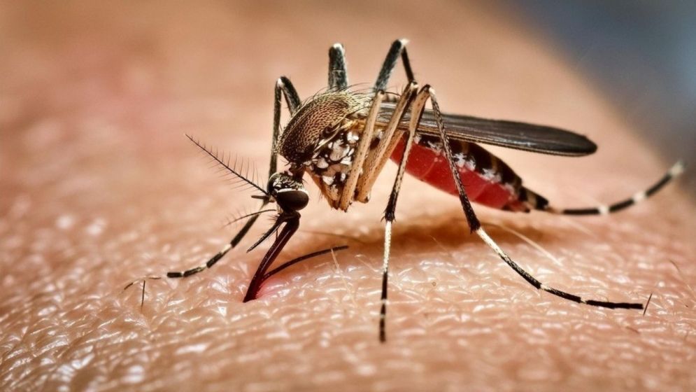ডেঙ্গুতে আরও ৬ জনের মৃত্যু, হাসপাতালে ১৬০৮