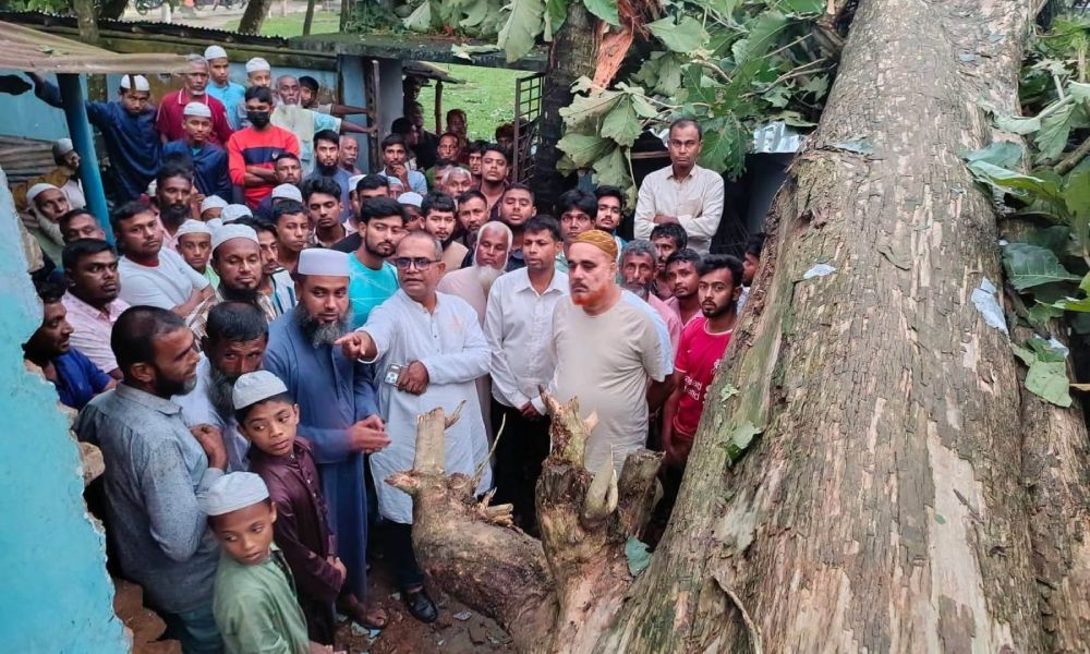 বগুড়ায় ক্লাস চলাকালে মাদ্রাসার ওপর গাছ, রক্ষা পেল শিক্ষার্থীরা